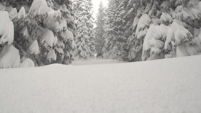 Ski freeride en foret poudreuse