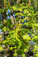 Flowering Chestnut branches. Spring beauty of nature