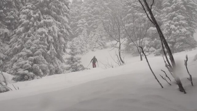 Ski freeride en foret poudreuse