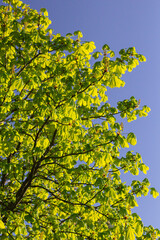 Flowering Chestnut branches. Spring beauty of nature
