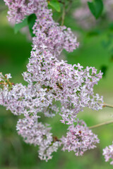 Spring background with blooming Lilac Flowers