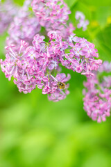Spring background with blooming Lilac Flowers