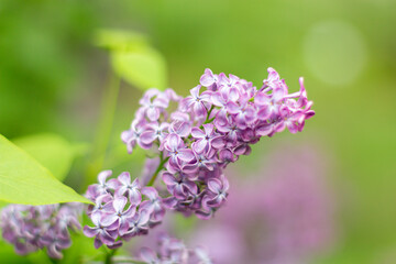 Obraz premium Spring background with blooming Lilac Flowers