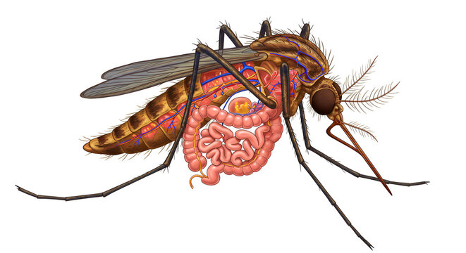 Detailed Cutaway of Mosquito Showing Internal Structures