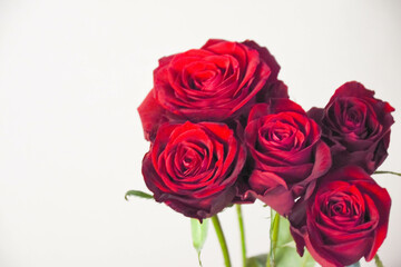 Obraz premium 赤いバラ