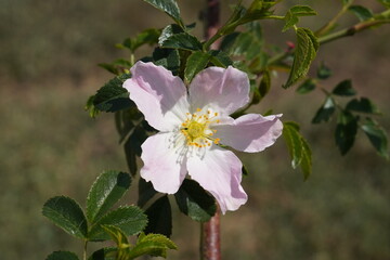 pink wild rose in spring. rose hip shrub with single flower head 