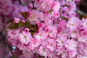 Branche d'arbre en gros plan avec de gros bouquets de fleurs de sakura de couleurs roses pâles. Scène ensoleillée au printemps.