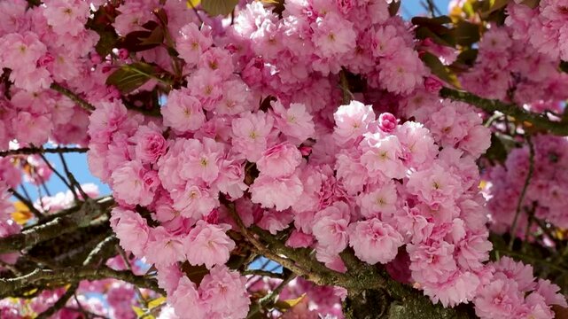 Branche d'arbre en gros plan avec de gros bouquets de fleurs de sakura de couleurs roses p&acirc;les. Sc&egrave;ne ensoleill&eacute;e au printemps.