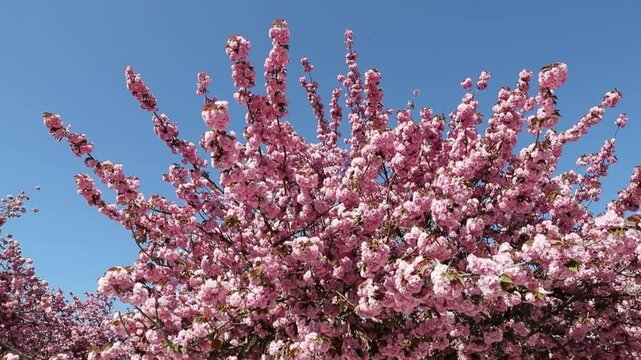 Branche d'arbre en gros plan avec de gros bouquets de fleurs de sakura de couleurs roses p&acirc;les. Sc&egrave;ne ensoleill&eacute;e au printemps.