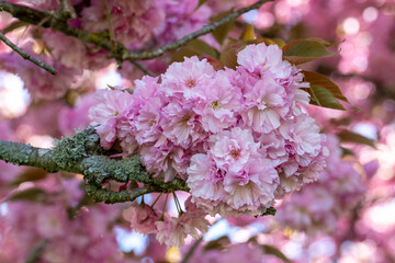 Obraz premium Branche d'arbre en gros plan avec de gros bouquets de fleurs de sakura de couleurs roses pâles. Scène ensoleillée au printemps.