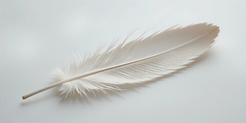 Obraz premium A single feather on a white background, soft focus, delicate and airy.