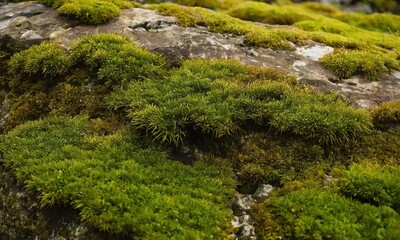 Vibrant Green Moss Growing on a Rocky Surface