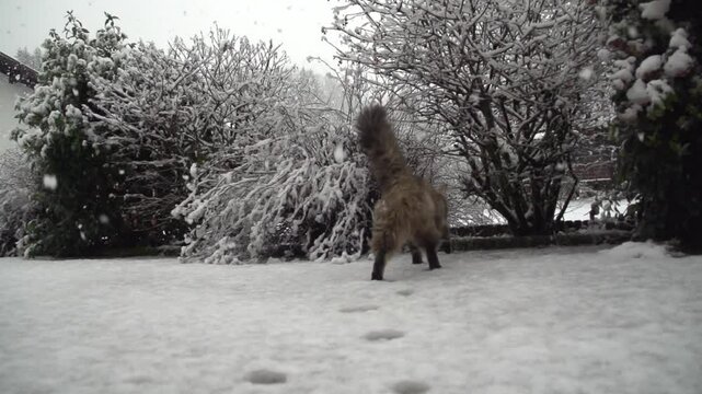 Chat sous la neige