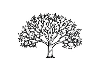 Fototapeta premium Silhouette of witch hazel isolated on a white background