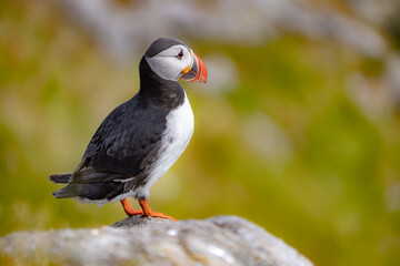 Atlantic puffin (Fratercula arctica), on the rock on the island of Runde (Norway).