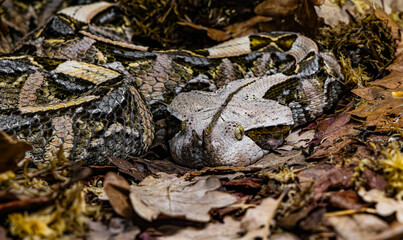 The Gaboon viper (Bitis gabonica), also called the Gaboon adder