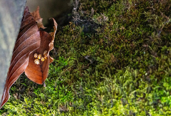 Cluster of yellow orange ladybugs Halyzia sedecimguttata sheltering in a curled dry leaf on mossy forest ground, copy space