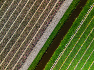 Aerial view of colorful agricultural fields with perfectly aligned rows, creating a stunning geometric pattern of green, purple, and brown crops divided water canal.