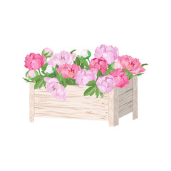 Bouquet of pink flowers peonies, buds and green leaves in the box. Isolated on white background. Floral composition for garden, flower shops,web design. Vector stock illustration.