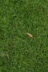 Grass background at football field