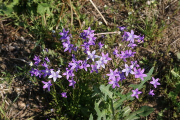 Dzwonek rozpierzchły kwitnie na filetowe na łące