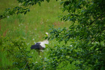 Bocian widoczny w tle spaceruje po łące. Na pierwszym planie gęste zarośla.