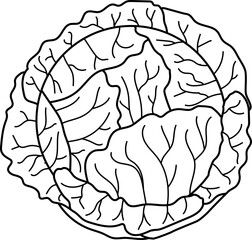 Line-drawn cabbage vector illustration. Line-drawn cabbage transparent PNG. Outlined cabbage. Cabbage symbol. Cabbage doodle. Vegetable stock images.
