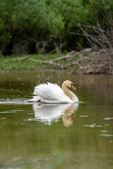 Elegant swan glides peacefully across the tranquil waters in a serene natural setting during a calm afternoon