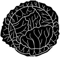 Cabbage silhouette vector illustration. Cabbage transparent PNG. Silhouette cabbage. Cabbage clip art. Black cabbage symbol. Vegetable stock images.