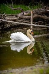 Swan glides gracefully across calm waters near a rustic shoreline surrounded by greenery