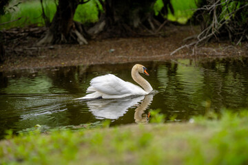 Swan gliding gracefully across a tranquil pond surrounded by lush greenery during bright daylight