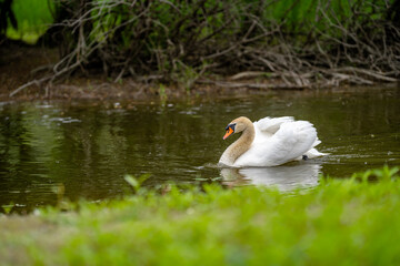 Elegant swan gracefully swims on tranquil water surrounded by lush greenery in a serene park setting
