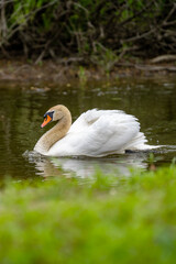 Elegant swan swimming gracefully in a serene pond surrounded by lush greenery on a calm day