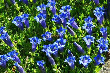 Cluster of Bright Blue Gentian Flowers (Gentiana dinarica) Blooming Among Alpine Rocks