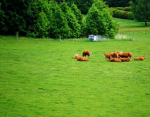 Hodowla bydła © Adam