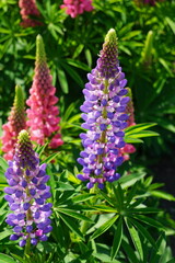 Łubin kwitnie w ogrodzie, kwiaty mają różne kolory. Fioletowy i różowy Łubin zakwitł.