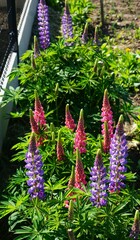 Zakwitnięty Łubin pięknie zakwitł w ogrodzie. Popularne kwiaty ogrodowe w Polsce. © Adam