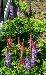 Różowy i filetowy Łubin