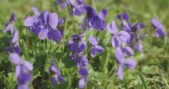 Fleur de printemps violette