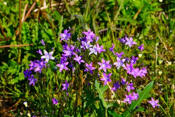 Naklejka premium Dzwonek rozpierzchły - piękny kwiat kwitnący dziko na łące
