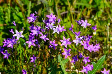 Bób uprawiany w ogrodzie. Młody bób rośnie w glebie.