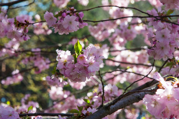 Selective focus of beautiful branches of pink Cherry blossoms on the tree with blurred green and pink, Beautiful Sakura flowers during spring season in the park, Flora pattern texture