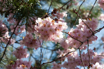 Pink cherry blossoms on a blurred green natural background, selective focus. Spring cherry blossom, Beautiful Sakura flowers, Flora pattern texture, Nature floral background.