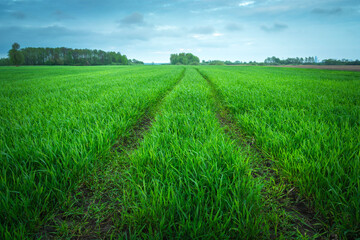 Fototapeta premium A technological path in a green agricultural field