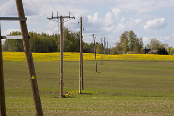 Electric Poles in Rural Countryside with Yellow Fields and Forest