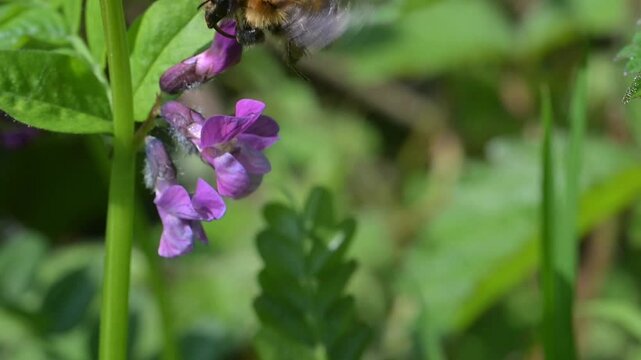 Common Carder Bee (Bombus pascuorum) feeding on wild flowers and flying away. May, Kent, UK [Slow motion x10]