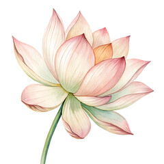 Fototapeta premium lotus flower in watercolor hand-drawn style isolated on white background, PNG