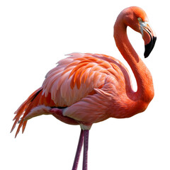 Title: Flamingo standing with head turned. Isolated on black background. Tropical bird. Wildlife and nature concept for design and print.