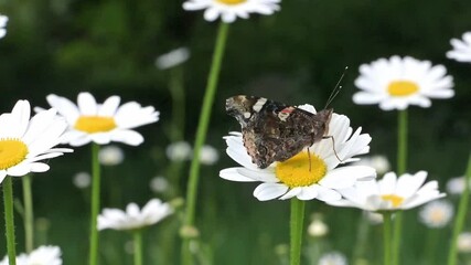 Red Admiral butterfly (Vanessa atalanta) taking off from an Oxeye Daisey (Leucanthemum vulgare). May, Kent, UK [Slow motion x10]