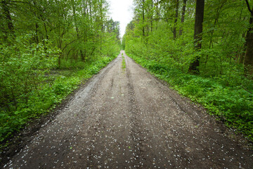 Fototapeta premium White flower petals lie on a dirt road in a green dense forest